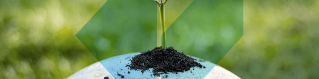 A plant growing on concrete. Reducing carbon footprint