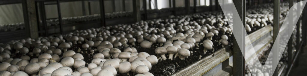 Mycelium being cultivated